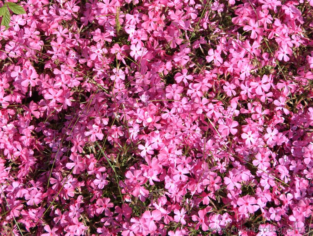 Campiglia Cervo (Biella) - Tappetino di Phlox paniculata